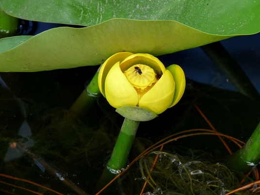 {Nuphar advena}
